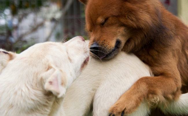 Annual Weekly Day Care